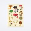 Cavallini & Co Mushrooms 2 Wrap Wall Art