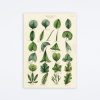 Cavallini & Co Botany Leaves Wrap Wall Art