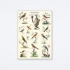 Cavallini & Co Ornithologie Wrap Wall Art