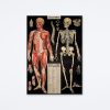 Cavallini & Co L'Anatomie Wrap Wall Art