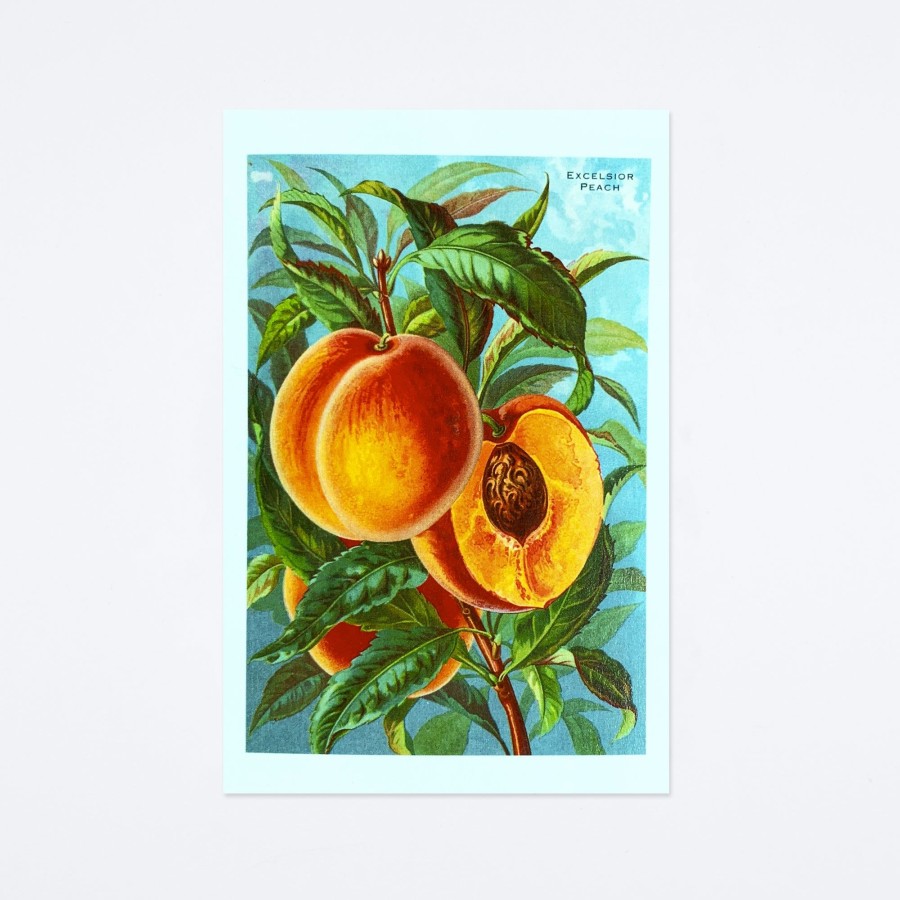 Found Image Press Excelsior Peaches Postcard Postcards