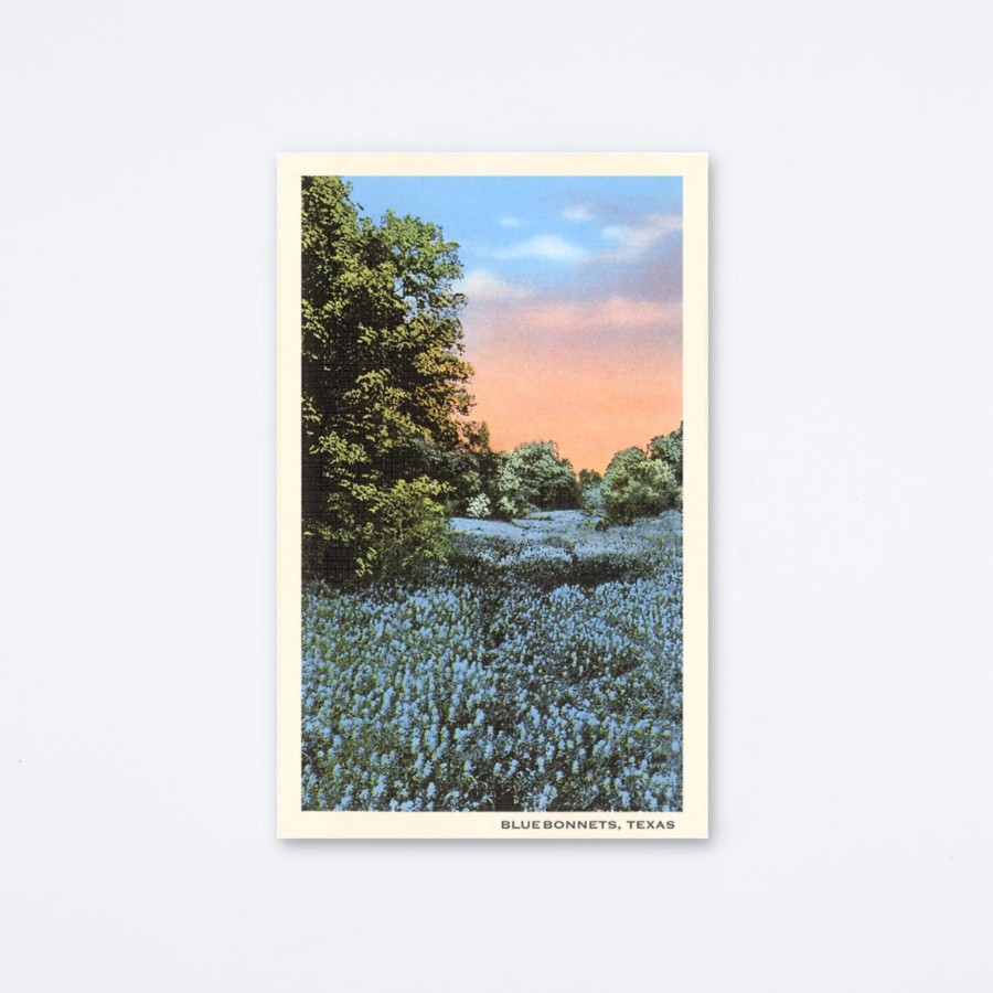 Found Image Press Bluebonnets Texas Postcard Postcards