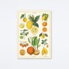 Cavallini & Co Citrus Wrap Wall Art