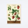 Cavallini & Co Strawberries Wrap Wall Art