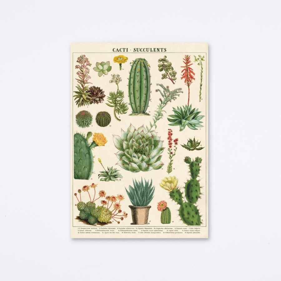 Cavallini & Co Cacti & Succulents Wrap Wall Art