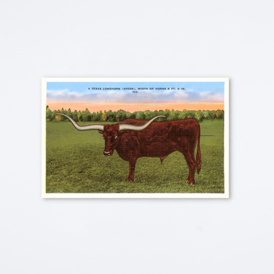 Found Image Press Texas Longhorn Postcard Postcards